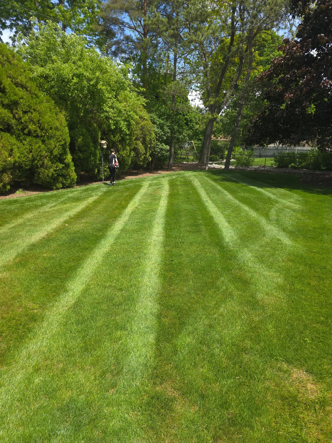 Freshly striped backyard lawn